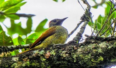 En la provincia de Ocaña crece el movimiento para el avistamiento de aves. Una contribución a la conservación de la naturaleza. Foto Cortesía
