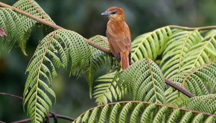 Hoy es el Día Cívico de la Paz con la Naturaleza en Colombia: ¿de qué ...