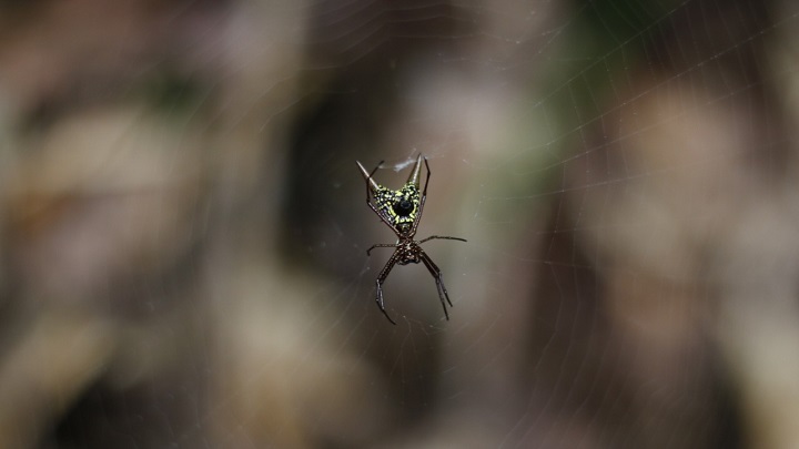 Araña Joya del Catatumbo. / Cortesía/ La Opinión 