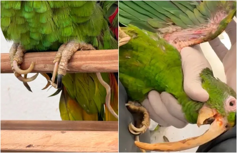 LORO MALTRATDO.