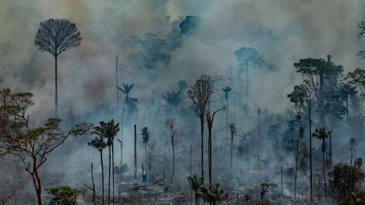 Por cada 10.000 km2 de bosque quemado, unas 30 especies de plantas y 2,5 especies de animales sufrieron una pérdida significante de hábitat./ Archivo La Opinión