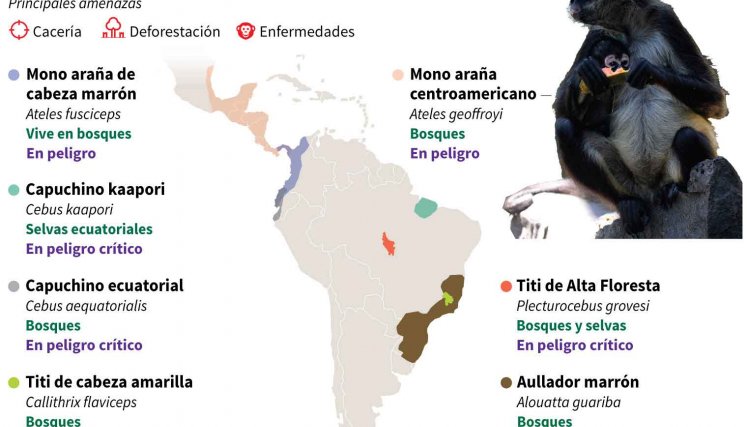 Diversidad De Primates En América: Orgullo Neotropical – QXNKXO