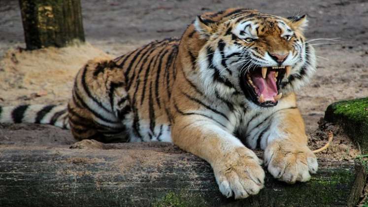 Tigres. / Foto: Cortesía
