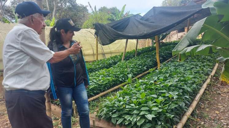 Con el firme propósito de impulsar la economía agraria de la zona del Catatumbo se promueve la Ruta ecológica del café. / Foto: Javier Sarabia / La Opinión