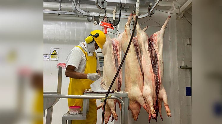 Se busca darle un impulso al sector porcicultor de Norte de Santander, con el fin de que creza la producción./ Foto Cortesía 
