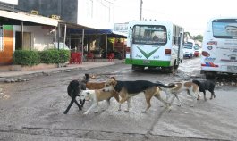 Los más de 70 refugios de animales, sin ánimo de lucro que funcionan en la ciudad, solicitan ayudas para seguir atendiendo a estos animales.  