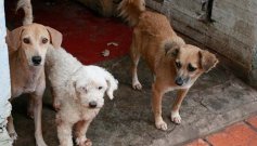 Centro de Bienestar Animal para Cúcuta no ha sido reglamentado