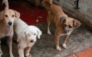Centro de Bienestar Animal para Cúcuta no ha sido reglamentado